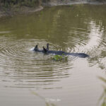 2024-10 - Népal - J11 - Parc National de Chitwan - 103